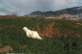 Setter Anglais RADENTIS BELLA Setter Anglais RADENTIS BELLA